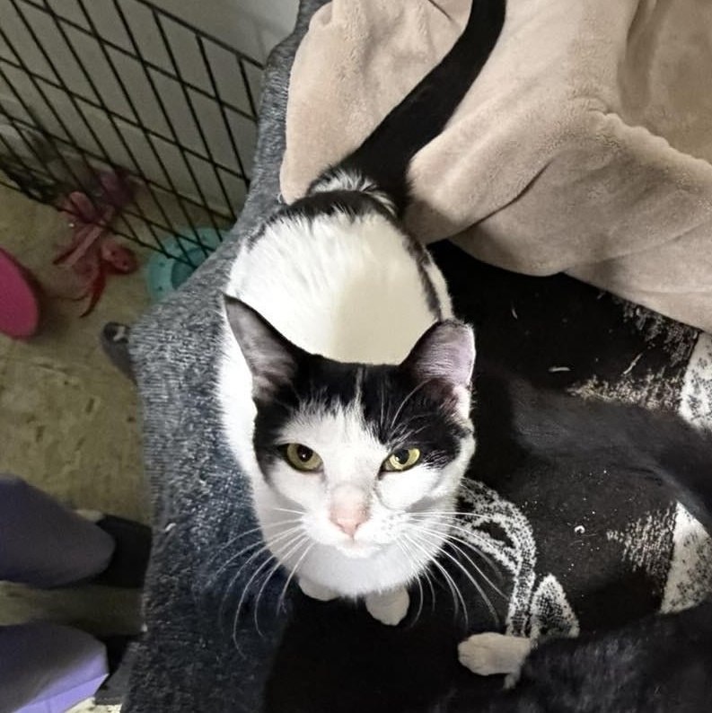 Enlarge Vanessa, a Adoptable Domestic Short Hair in East Amherst, NY image 5/6