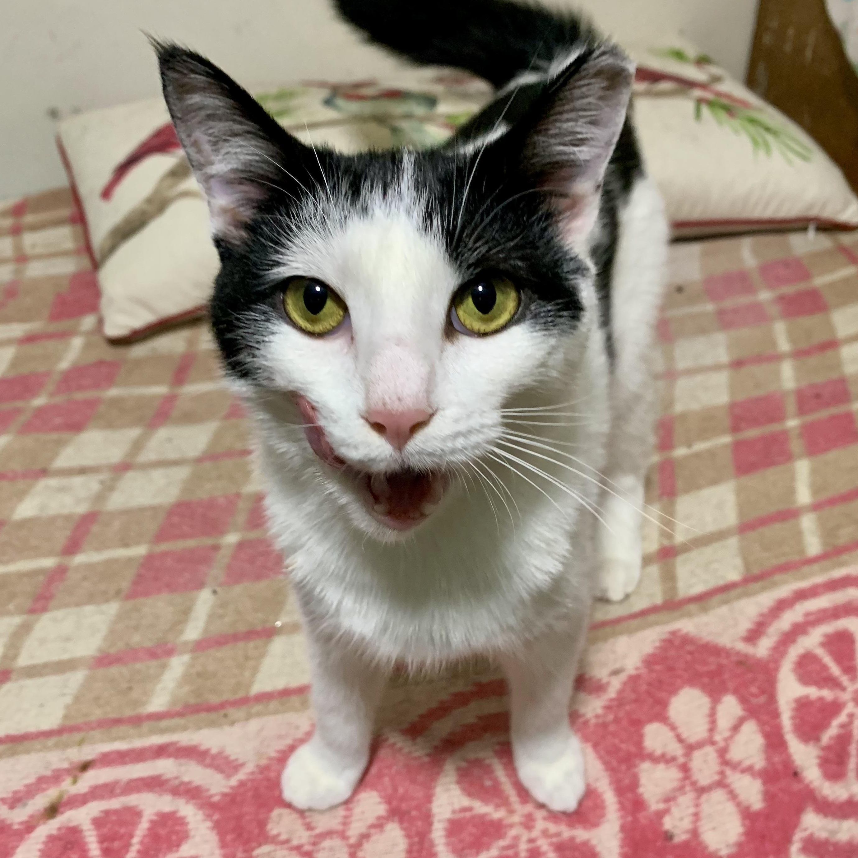 Enlarge Vanessa, a Adoptable Domestic Short Hair in East Amherst, NY image 4/6