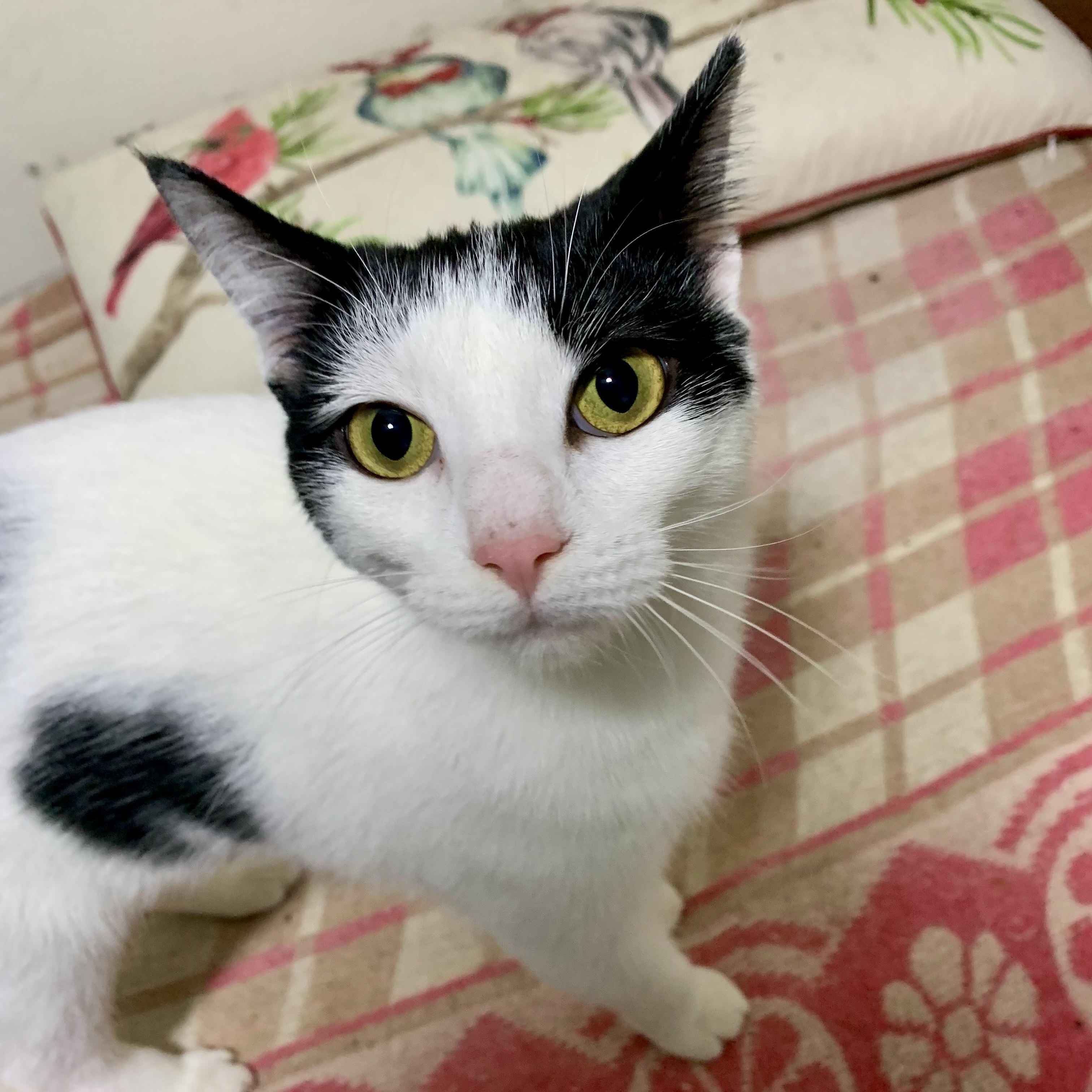 Enlarge Vanessa, a Adoptable Domestic Short Hair in East Amherst, NY image 2/6