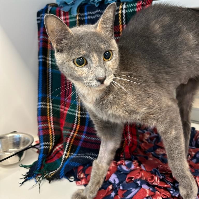 Momo (ID 49715), a Adoptable Domestic Short Hair in Manassas, VA image 3/3