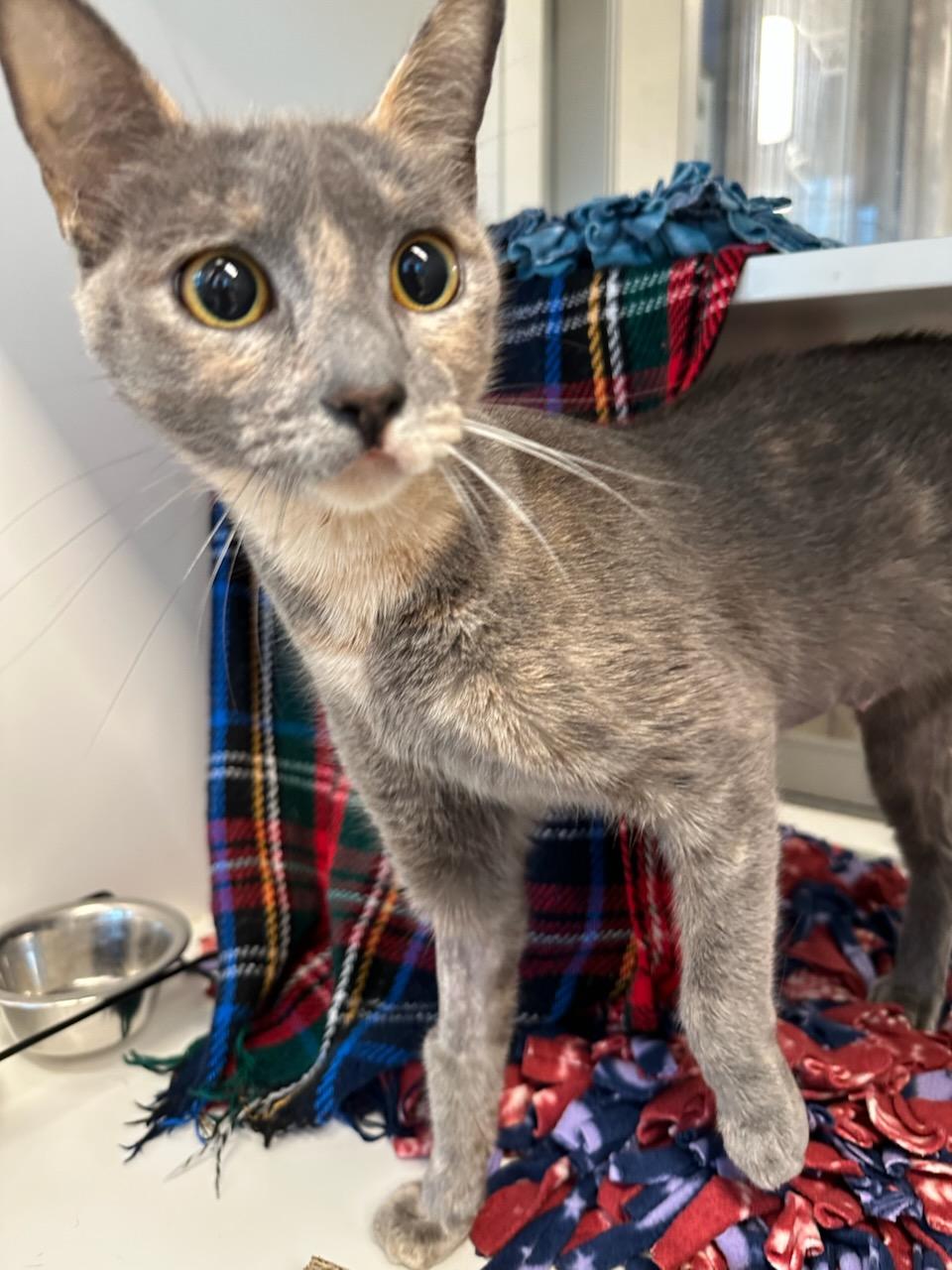 Momo (ID 49715), a Adoptable Domestic Short Hair in Manassas, VA image 2/3