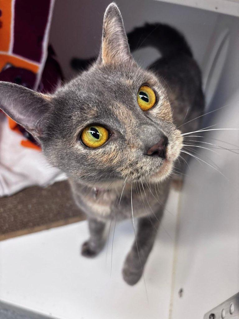 Momo (ID 49715), a Adoptable Domestic Short Hair in Manassas, VA image 1/3