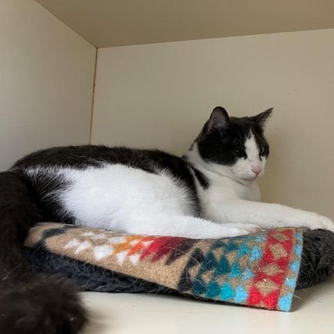 Larry, Adoptable, Adult Male Domestic Short Hair & Domestic Short Hair.