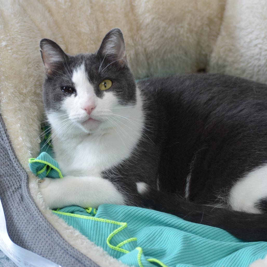 Enlarge Larry, a Adoptable mixed breed in La Grange, KY image 3/6