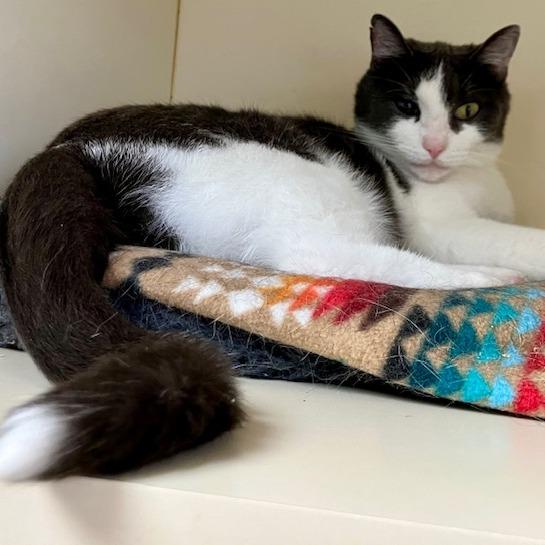 Enlarge Larry, a Adoptable mixed breed in La Grange, KY image 4/6