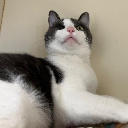 Enlarge Larry, a Adoptable mixed breed in La Grange, KY image 6/6