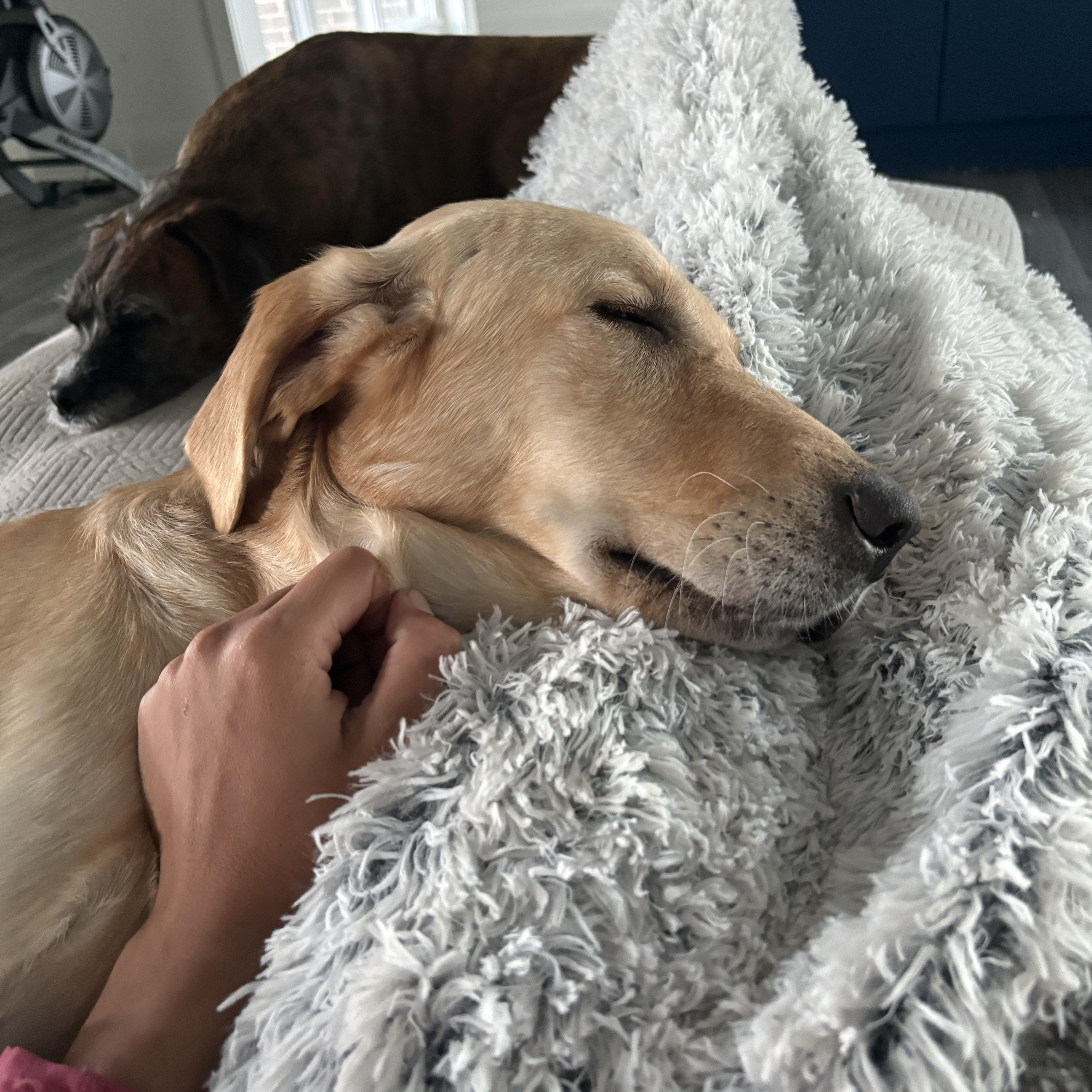 Enlarge Pilot, a Adoptable mixed breed in Charlotte, NC image 2/6