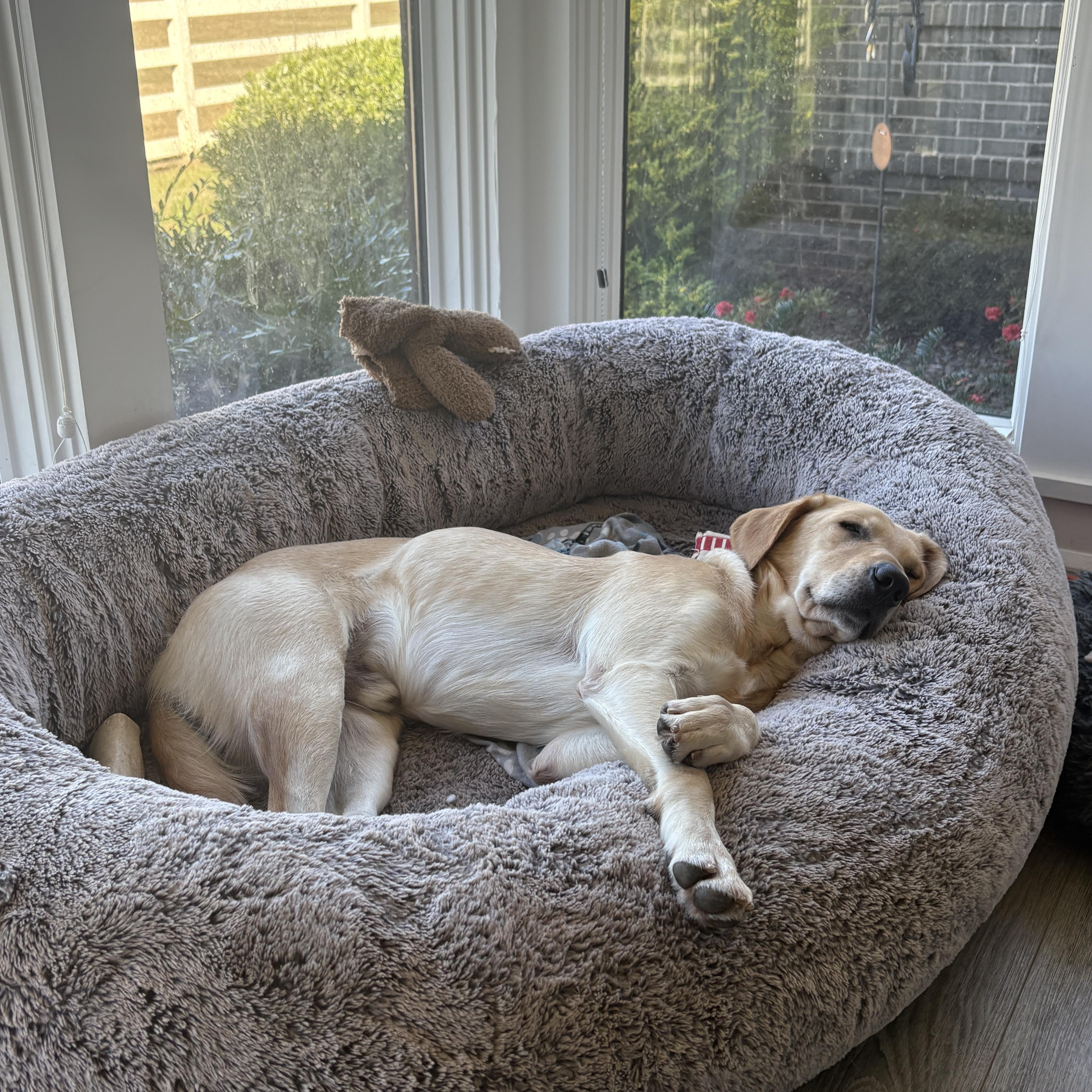 Enlarge Pilot, a Adoptable mixed breed in Charlotte, NC image 3/6