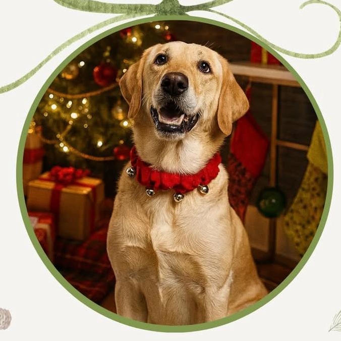 Enlarge Pilot, a Adoptable mixed breed in Charlotte, NC image 1/6