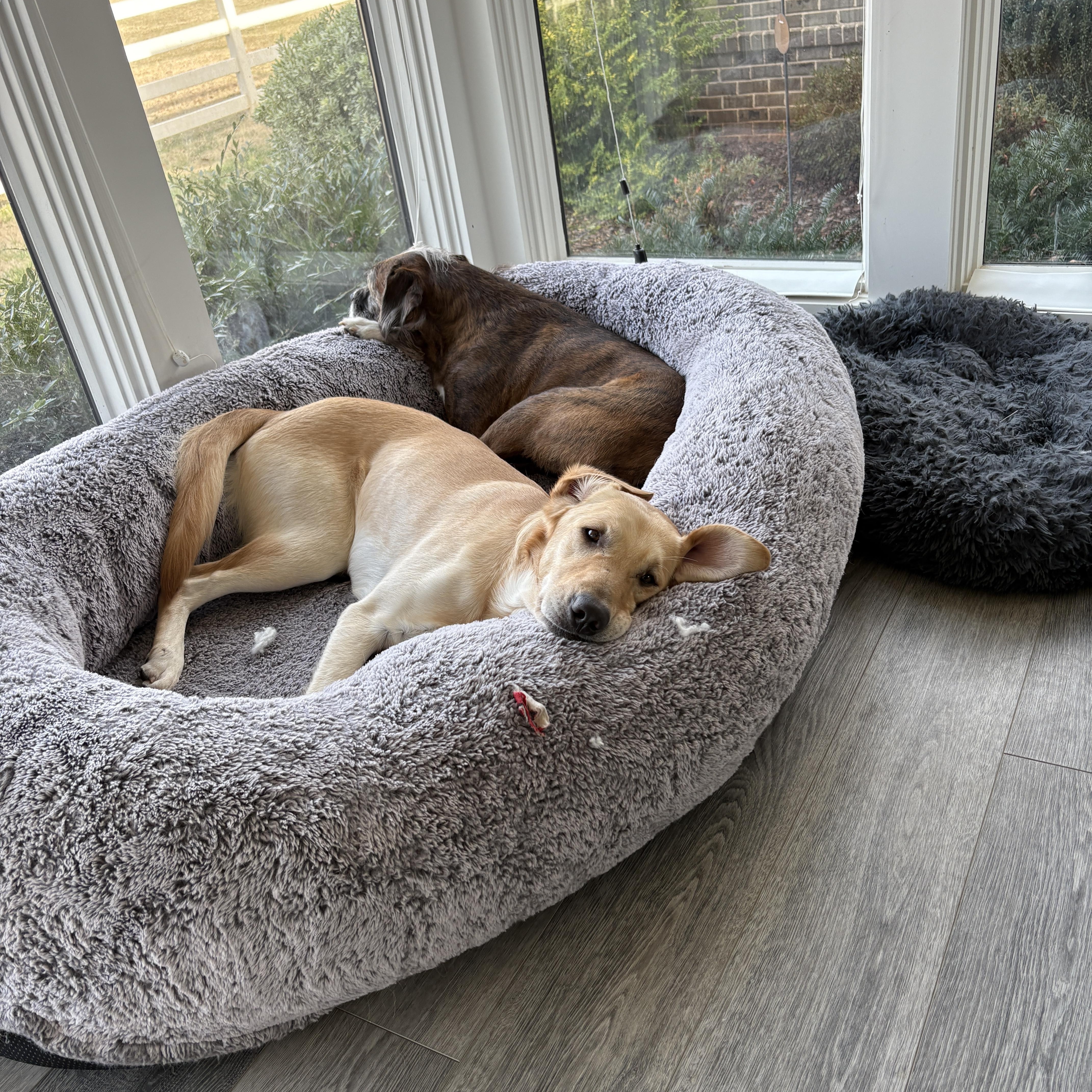 Enlarge Pilot, a Adoptable mixed breed in Charlotte, NC image 6/6