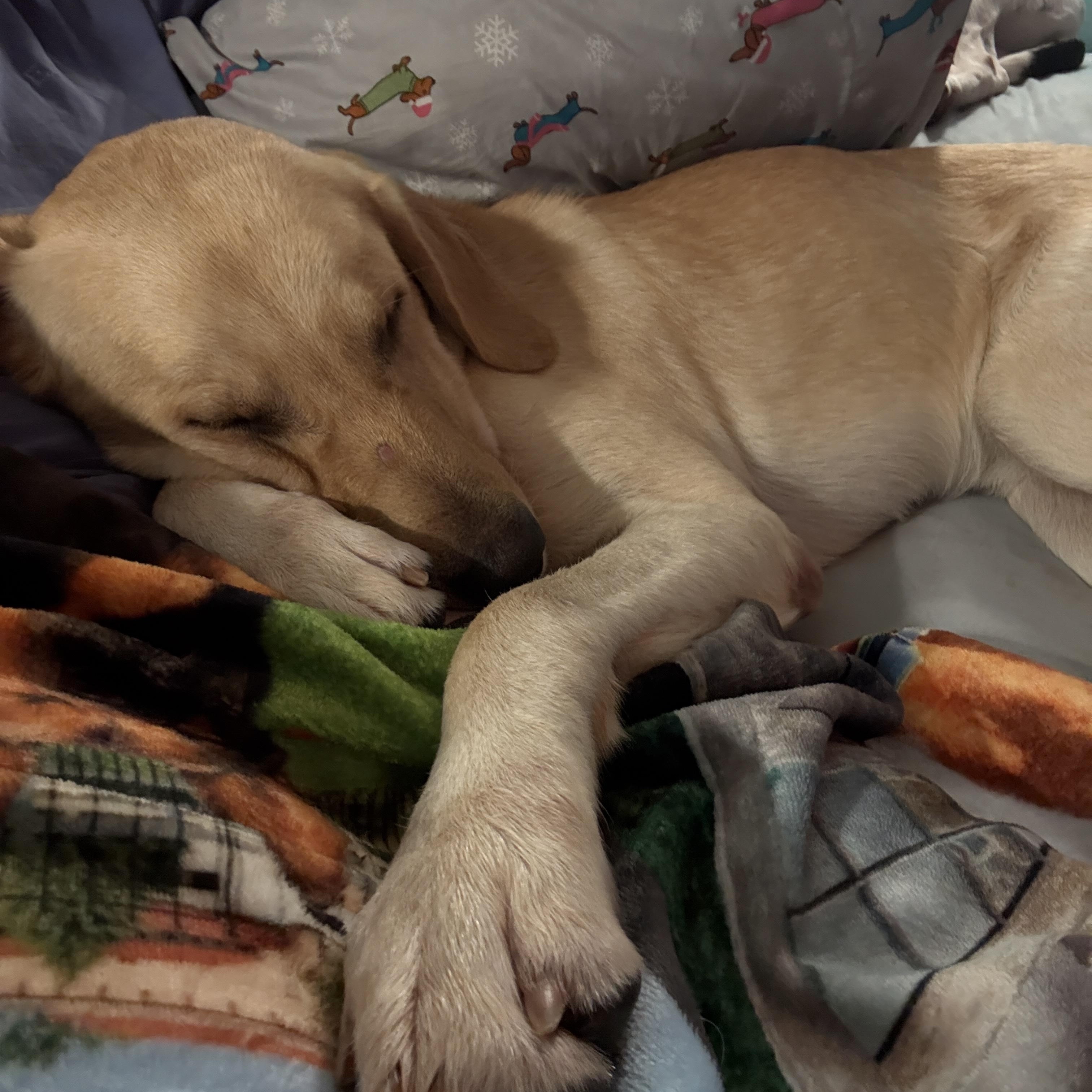 Enlarge Pilot, a Adoptable mixed breed in Charlotte, NC image 4/6