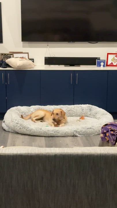 Enlarge Pilot, a Adoptable mixed breed in Charlotte, NC video 5/6