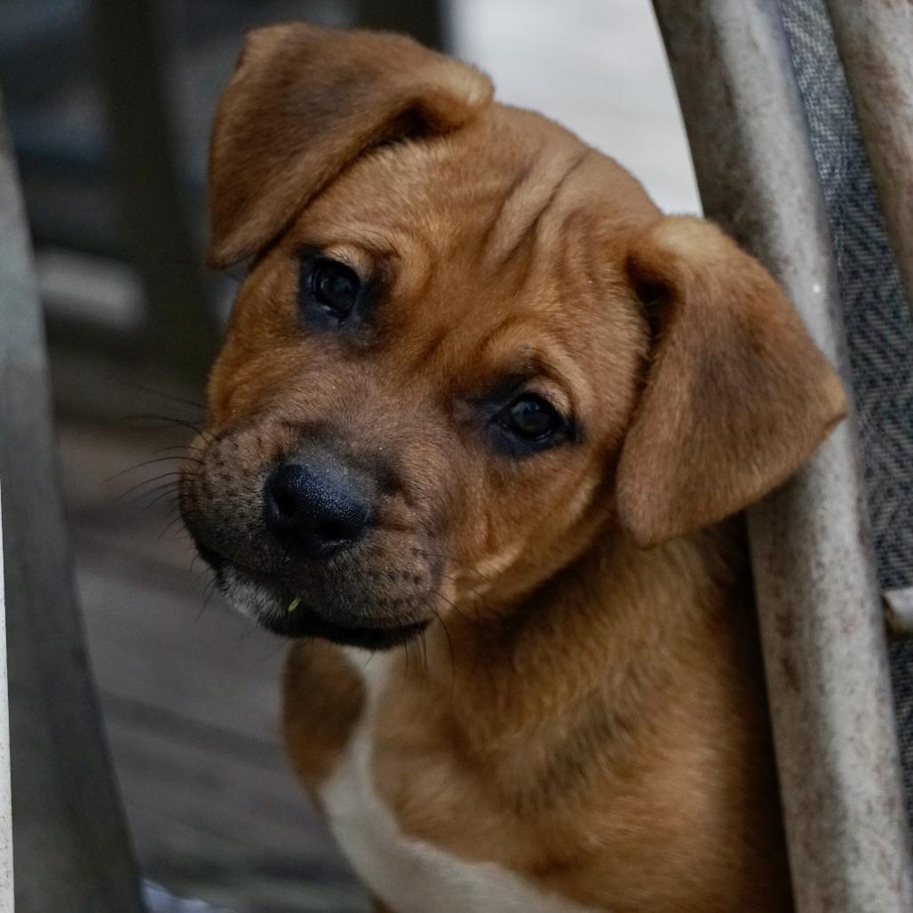 Enlarge NY Peter Pan Avail Jan 18 (Tractor Supply - Patterson), a Adoptable mixed breed in Patterson, NY image 1/6