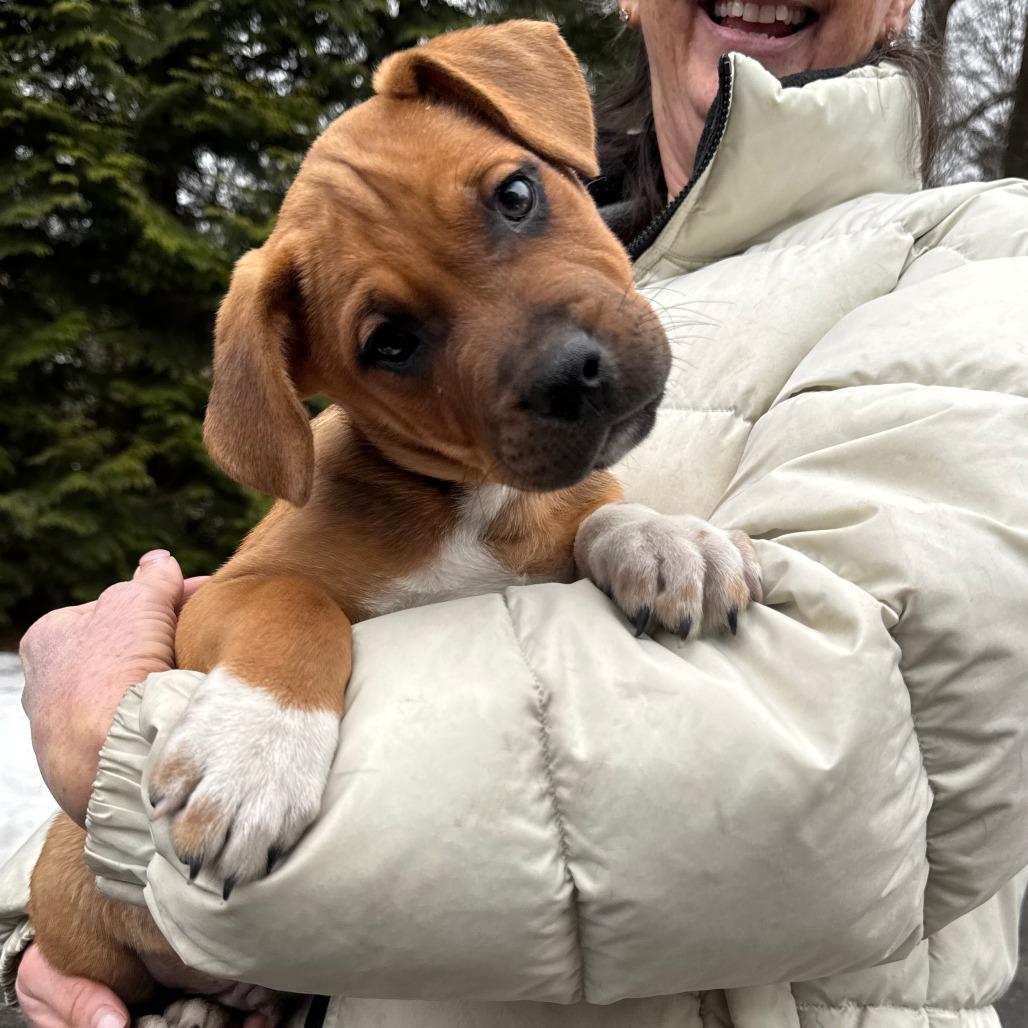 Enlarge NY Peter Pan Avail Jan 18 (Tractor Supply - Patterson), a Adoptable mixed breed in Patterson, NY image 6/6