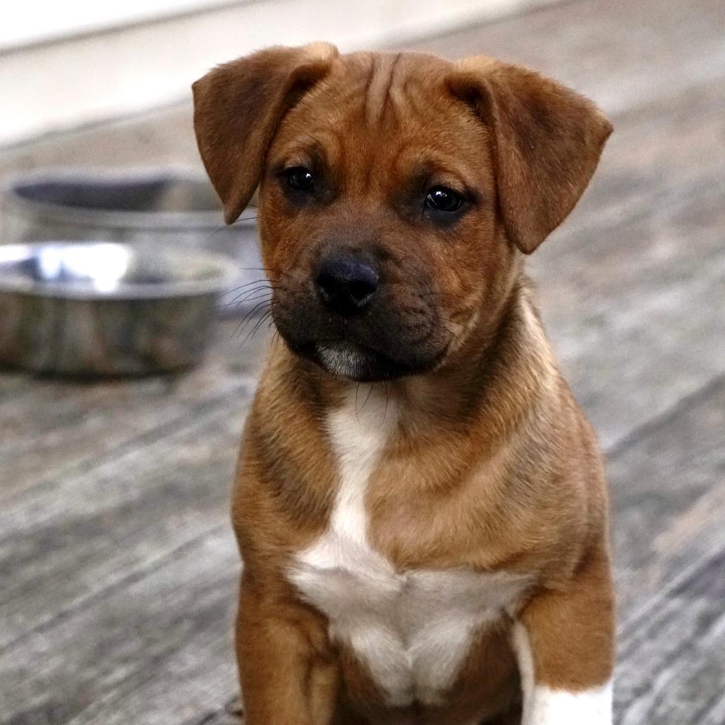 Enlarge NY Peter Pan Avail Jan 18 (Tractor Supply - Patterson), a Adoptable mixed breed in Patterson, NY image 3/6