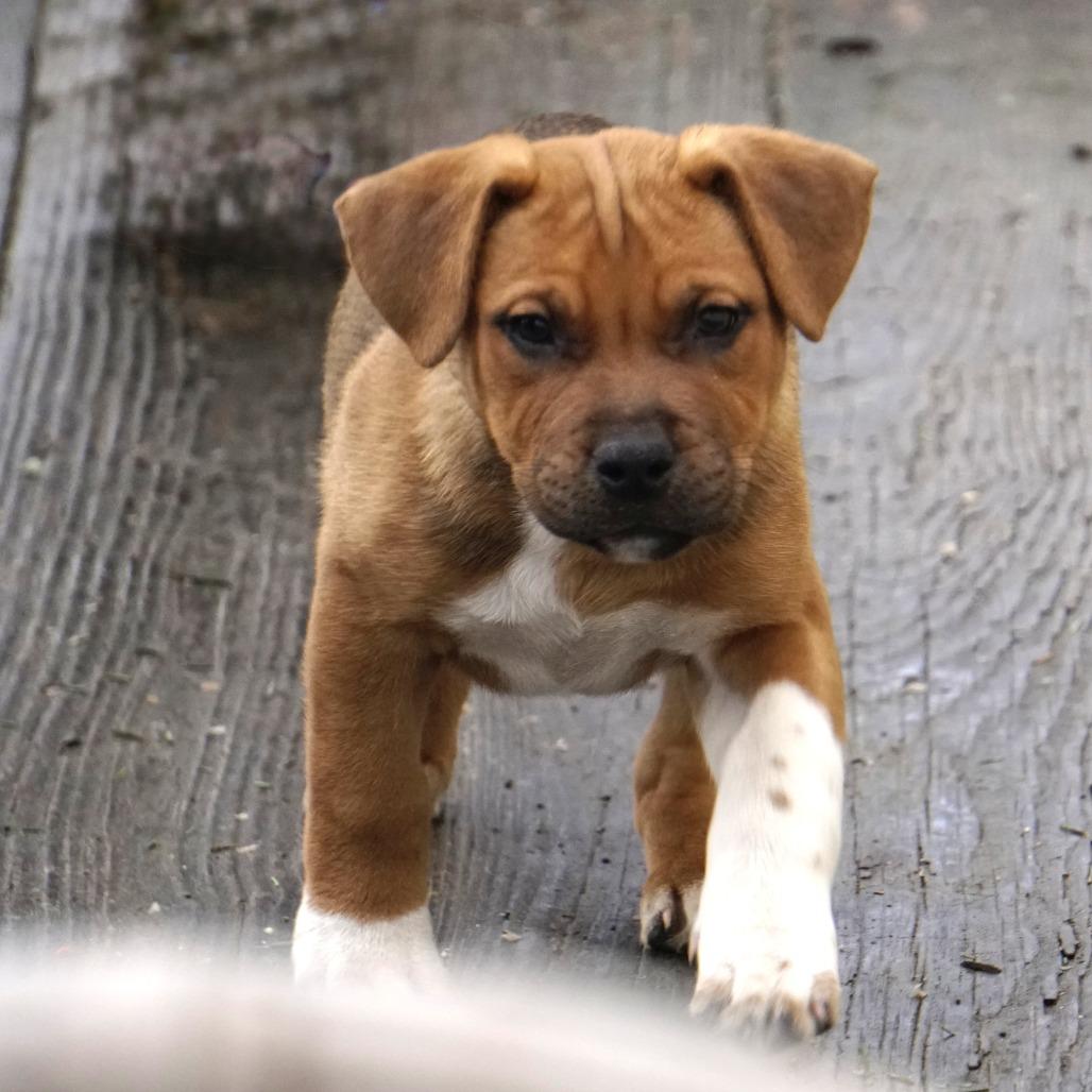 Enlarge NY Peter Pan Avail Jan 18 (Tractor Supply - Patterson), a Adoptable mixed breed in Patterson, NY image 5/6