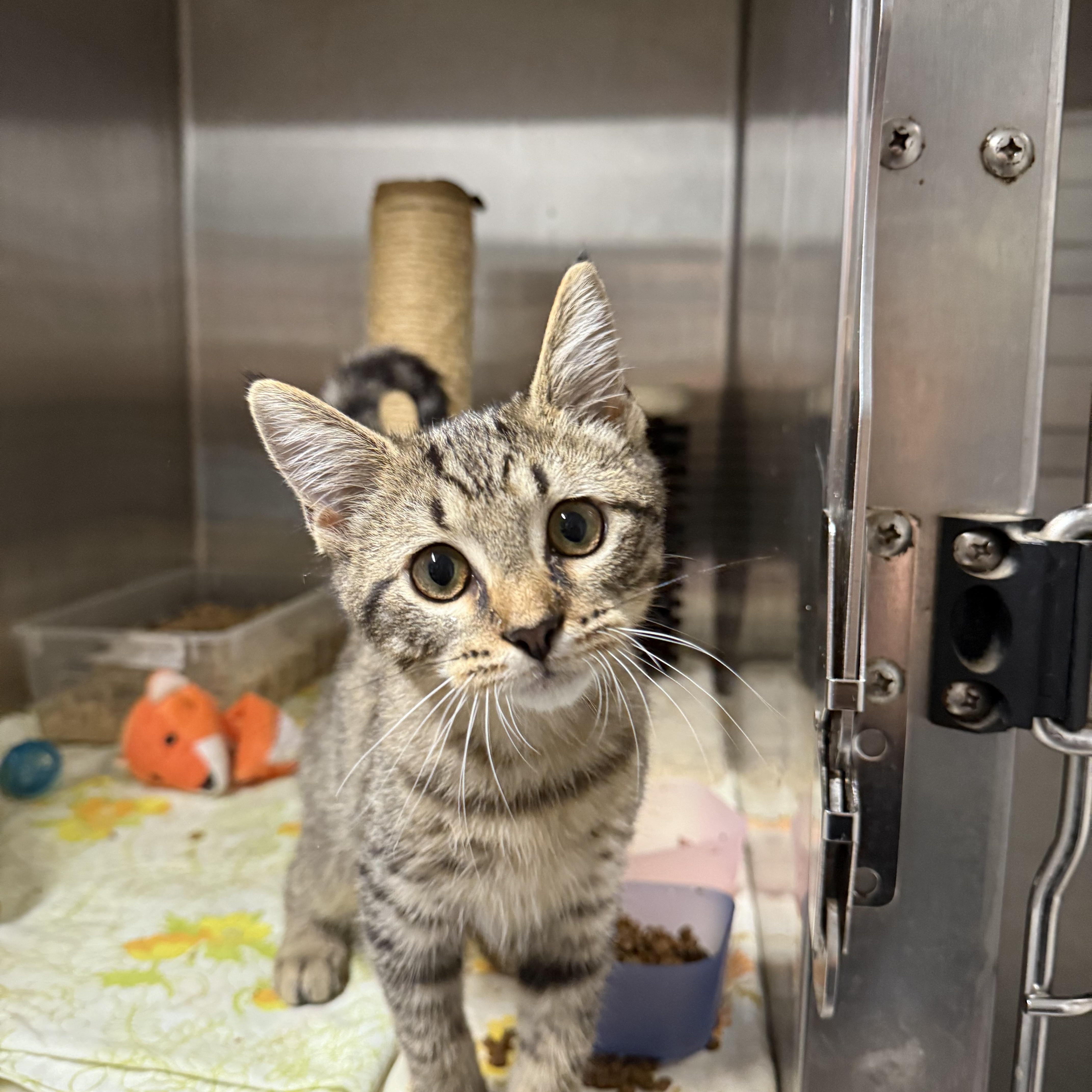 Cinnamon, adopted, Kitten Male Domestic Short Hair.