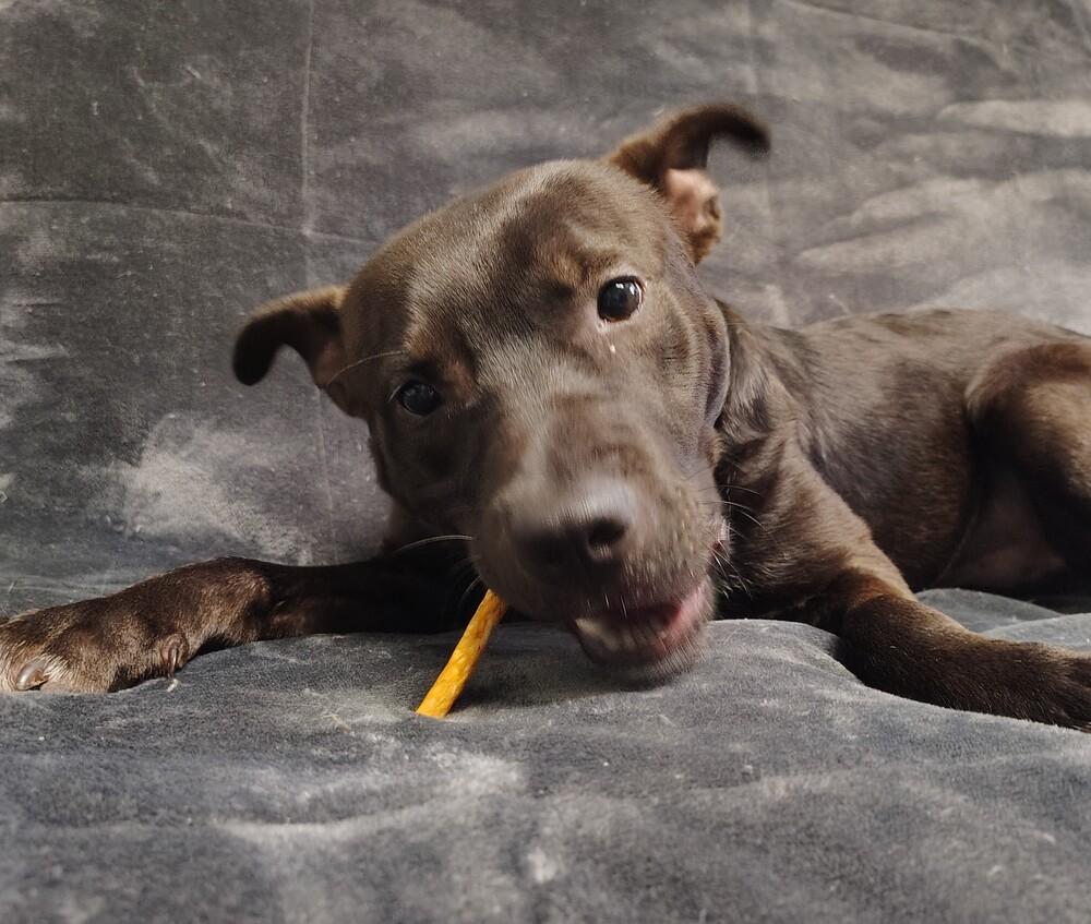 Enlarge Kazooie, a Adoptable mixed breed in Muskegon, MI image 1/2