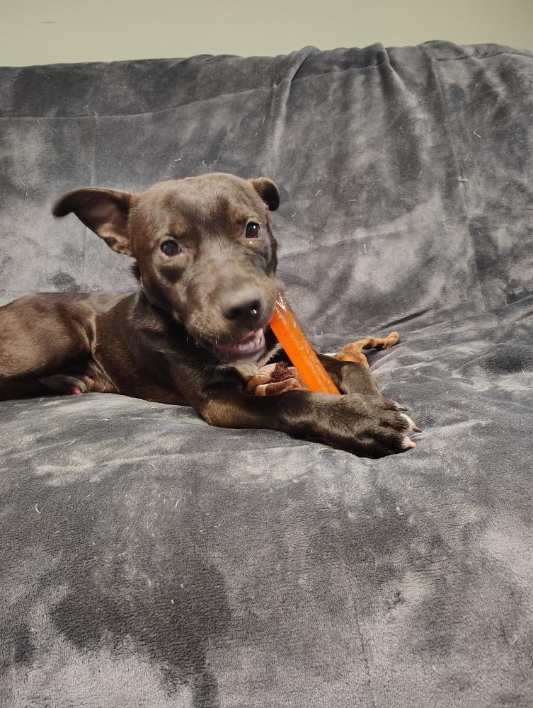 Enlarge Kazooie, a Adoptable mixed breed in Muskegon, MI image 2/2