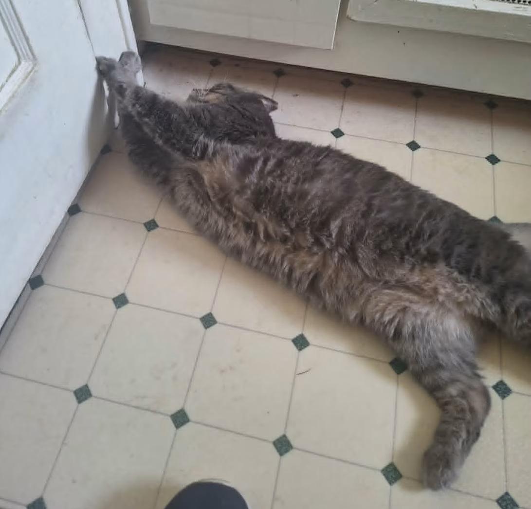 Max - Sponsored!, a ADOPTABLE Domestic Short Hair in Monterey, VA image 4/5