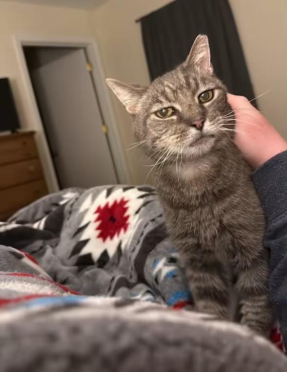 Max - Sponsored!, ADOPTABLE, Senior Male Domestic Short Hair.