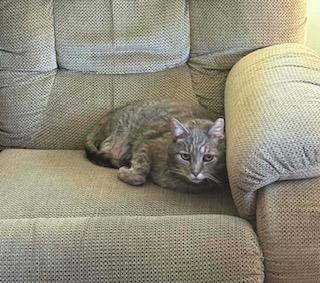 Max - Sponsored!, an adopted Domestic Short Hair in Monterey, VA image 4/6