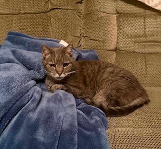 Max - Sponsored!, adopted, Senior Male Domestic Short Hair.