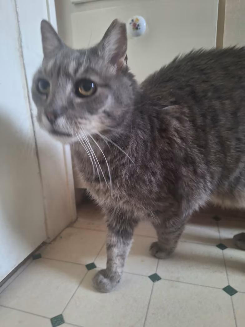 Max - Sponsored!, a ADOPTABLE Domestic Short Hair in Monterey, VA image 2/5