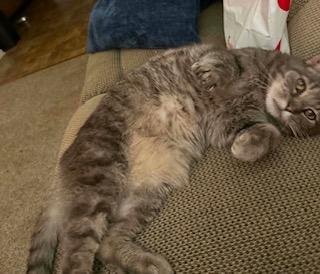 Max - Sponsored!, an adopted Domestic Short Hair in Monterey, VA image 3/6