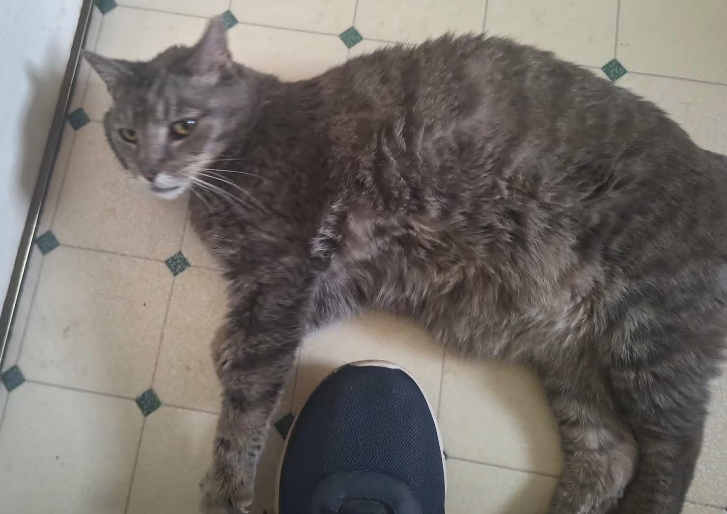Max - Sponsored!, a ADOPTABLE Domestic Short Hair in Monterey, VA image 5/5