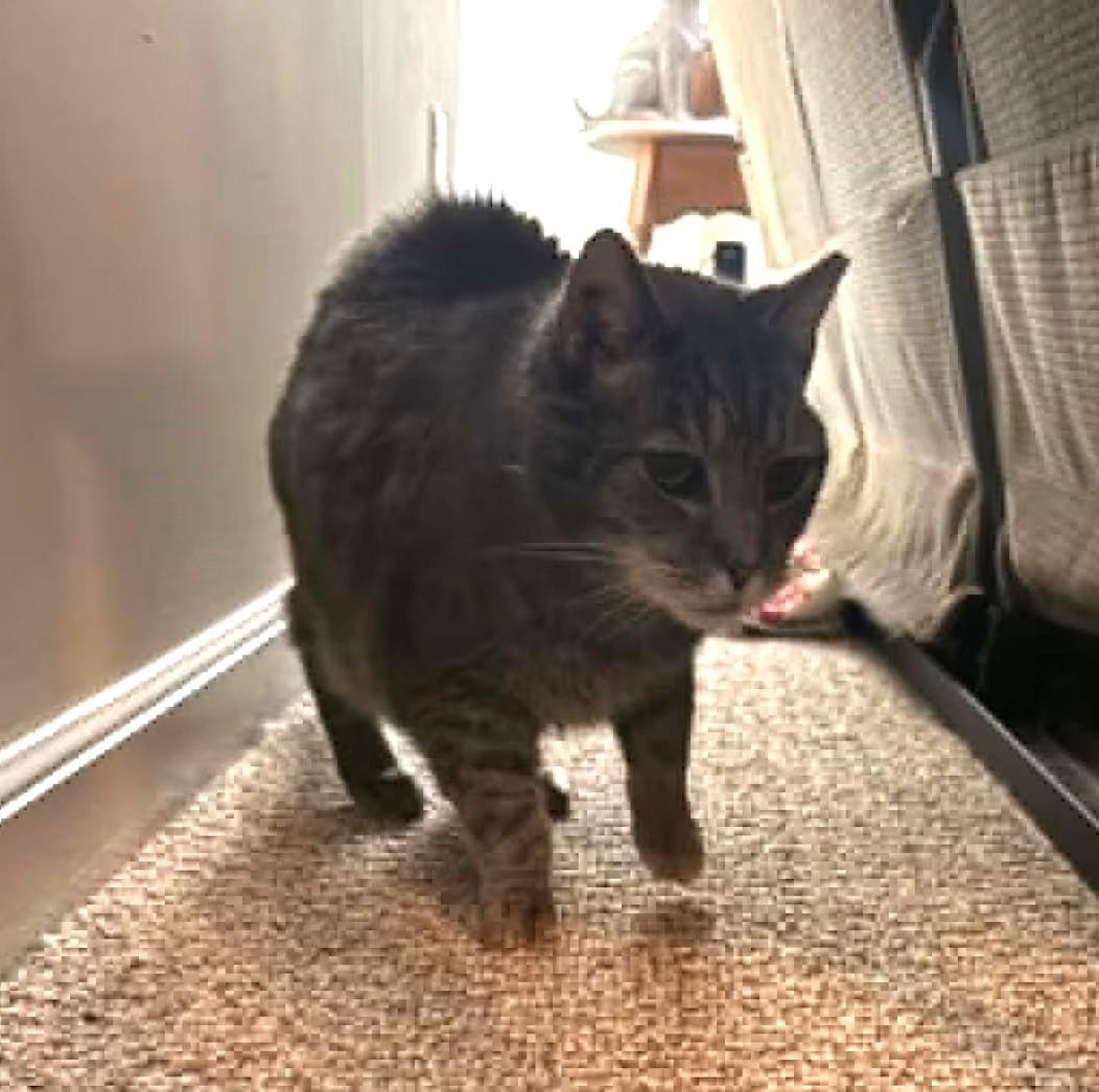 Max - Sponsored!, a ADOPTABLE Domestic Short Hair in Monterey, VA image 3/5