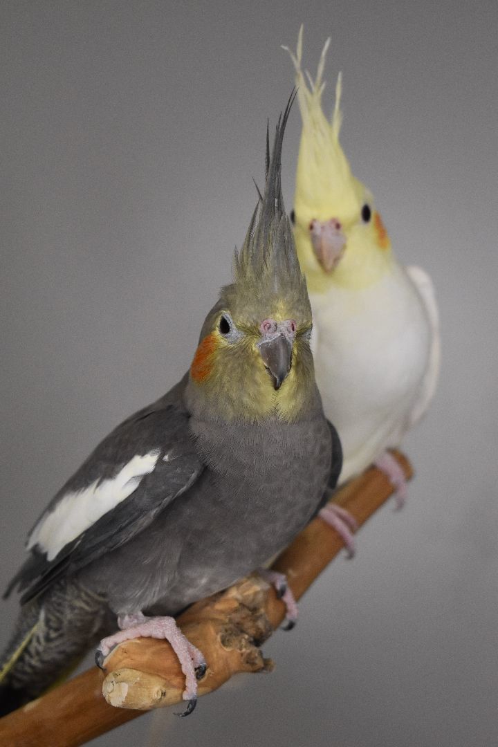 Enlarge Sky and Destiny, a Adoptable Cockatiel in Waukesha, WI image 6/6