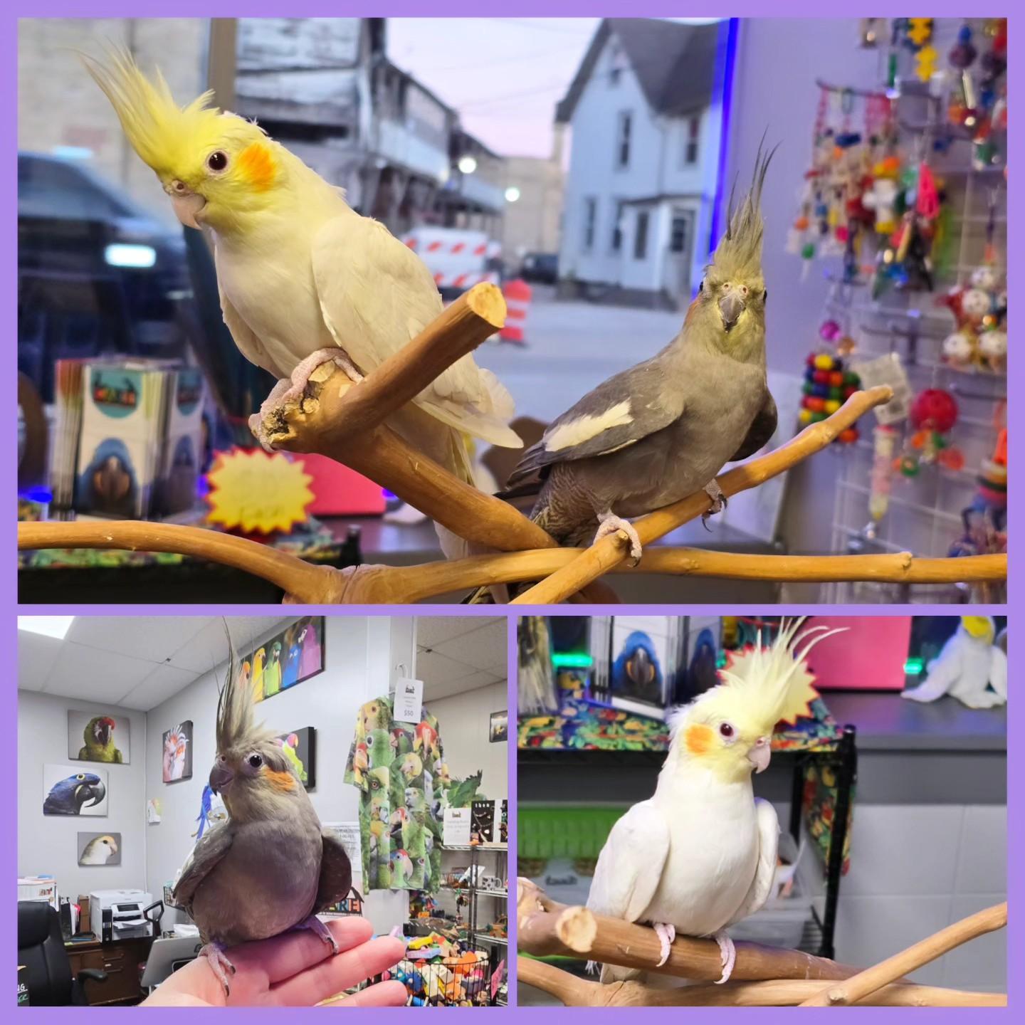 Sky and Destiny, Adoptable, Adult Female Cockatiel.