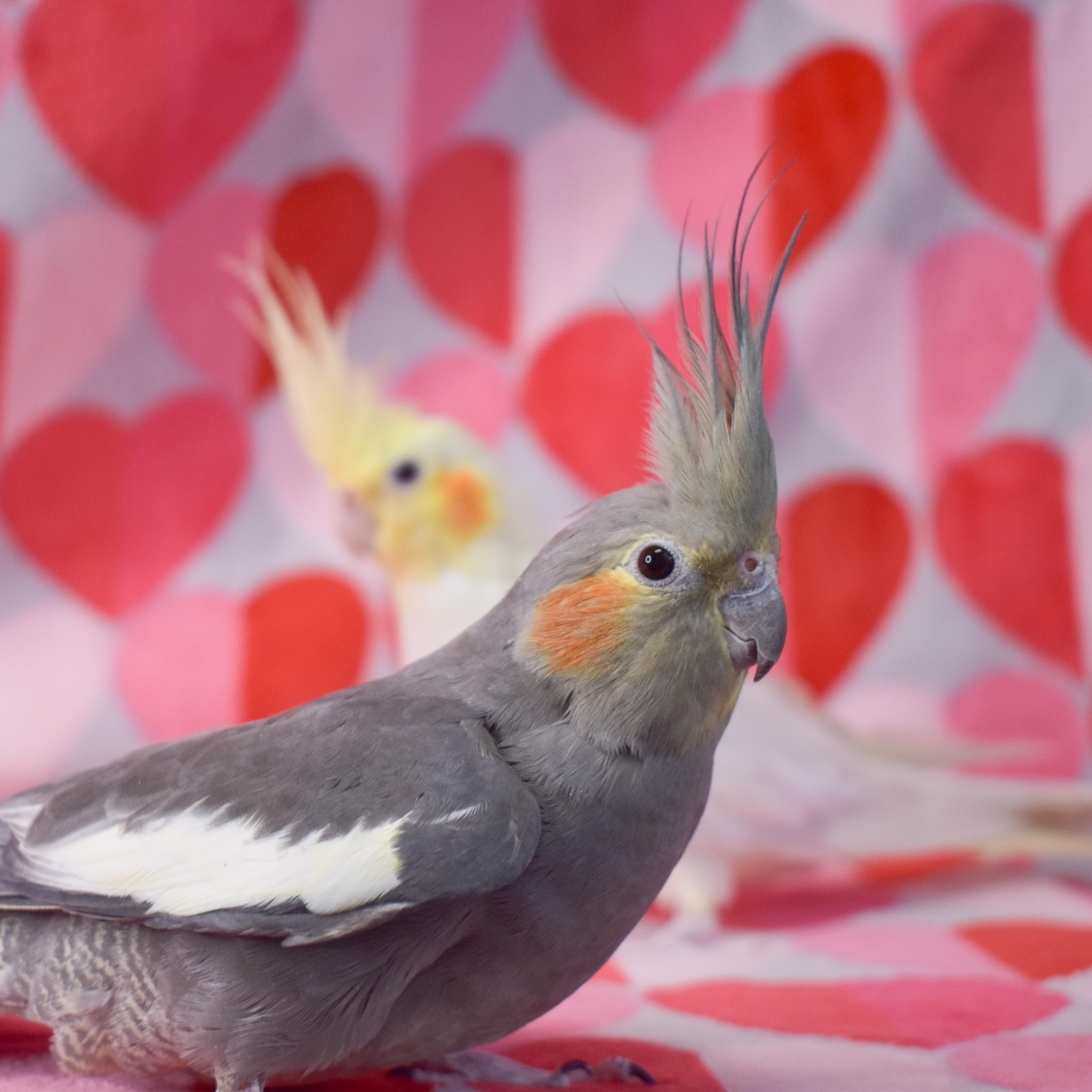 Sky and Destiny, Adoptable, Adult Female Cockatiel.