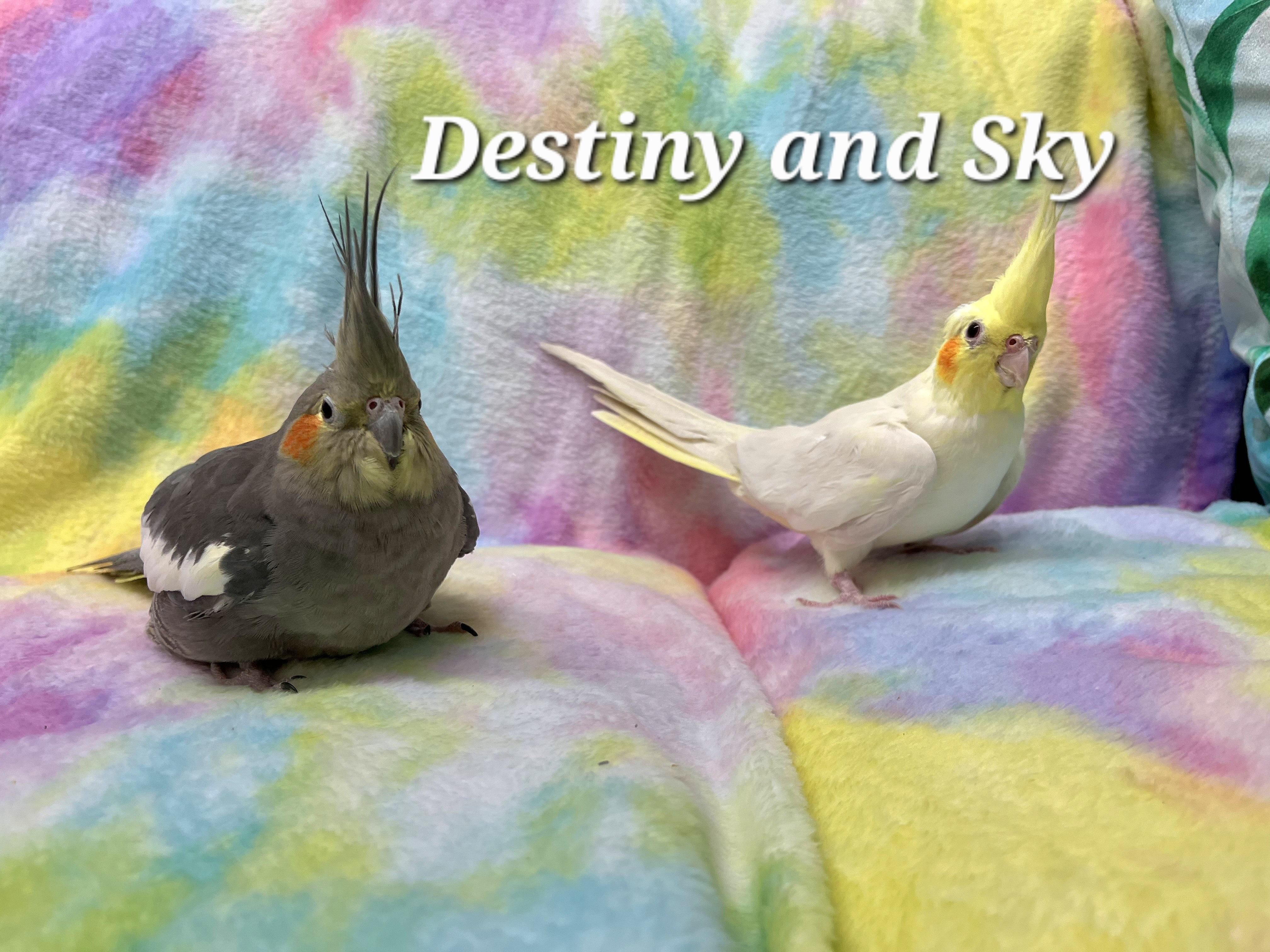 Enlarge Sky and Destiny, a Adoptable Cockatiel in Waukesha, WI image 2/6