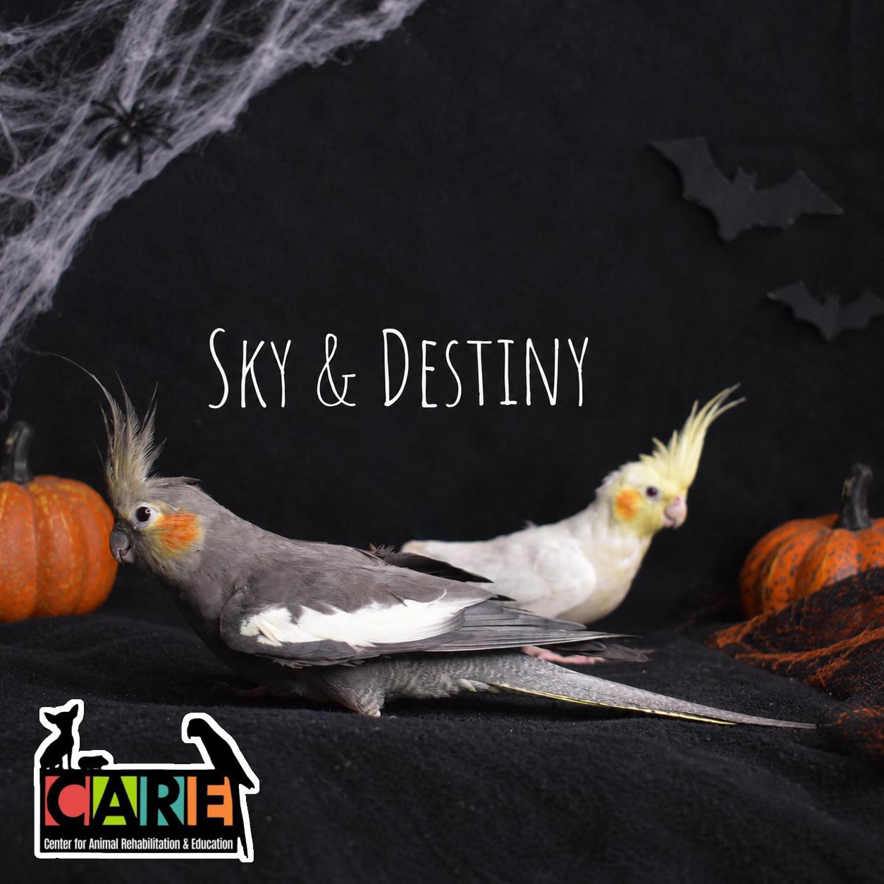 Enlarge Sky and Destiny, a Adoptable Cockatiel in Waukesha, WI image 1/6