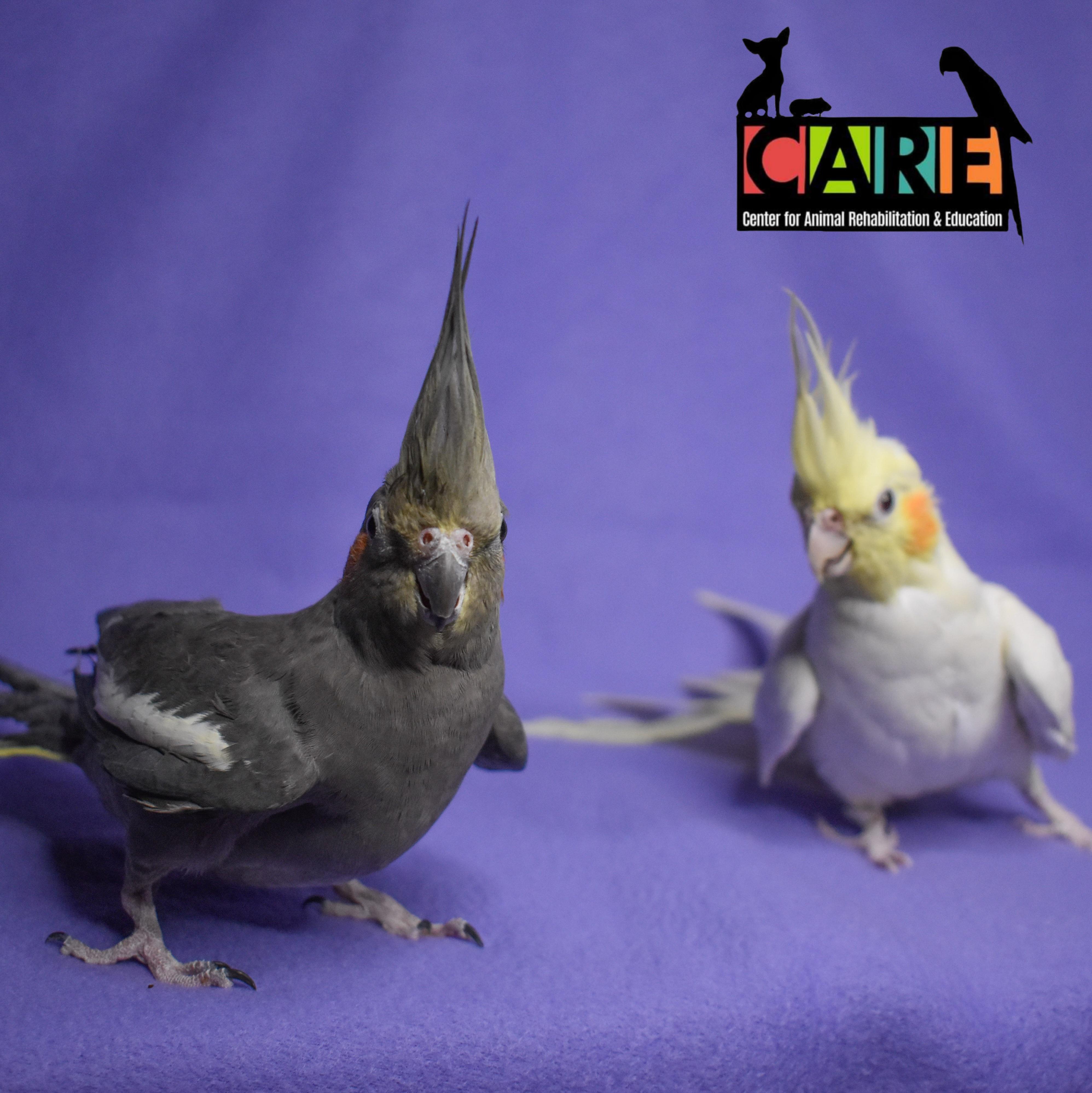 Enlarge Sky and Destiny, a Adoptable Cockatiel in Waukesha, WI image 3/6
