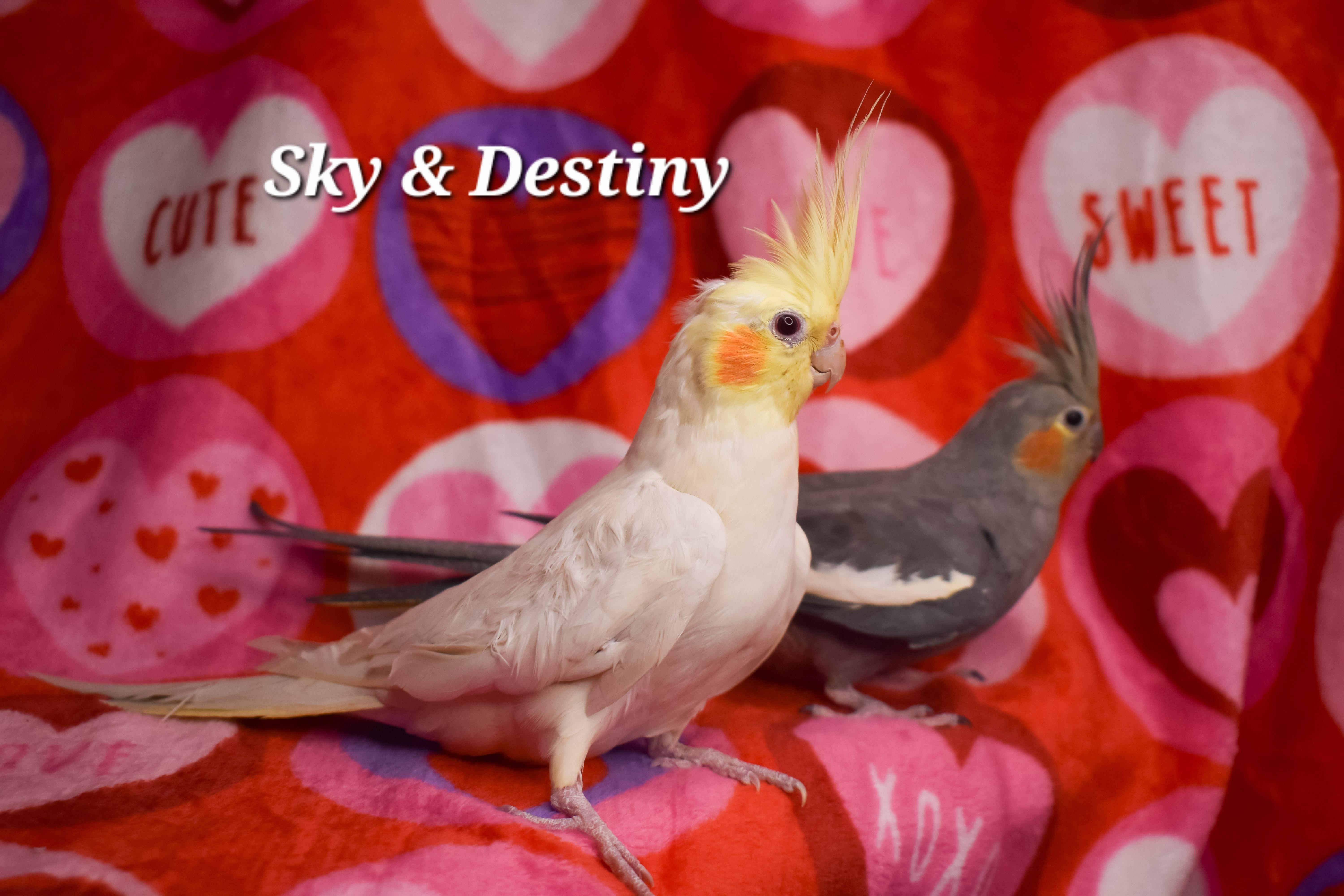 Enlarge Sky and Destiny, a Adoptable Cockatiel in Waukesha, WI image 4/6