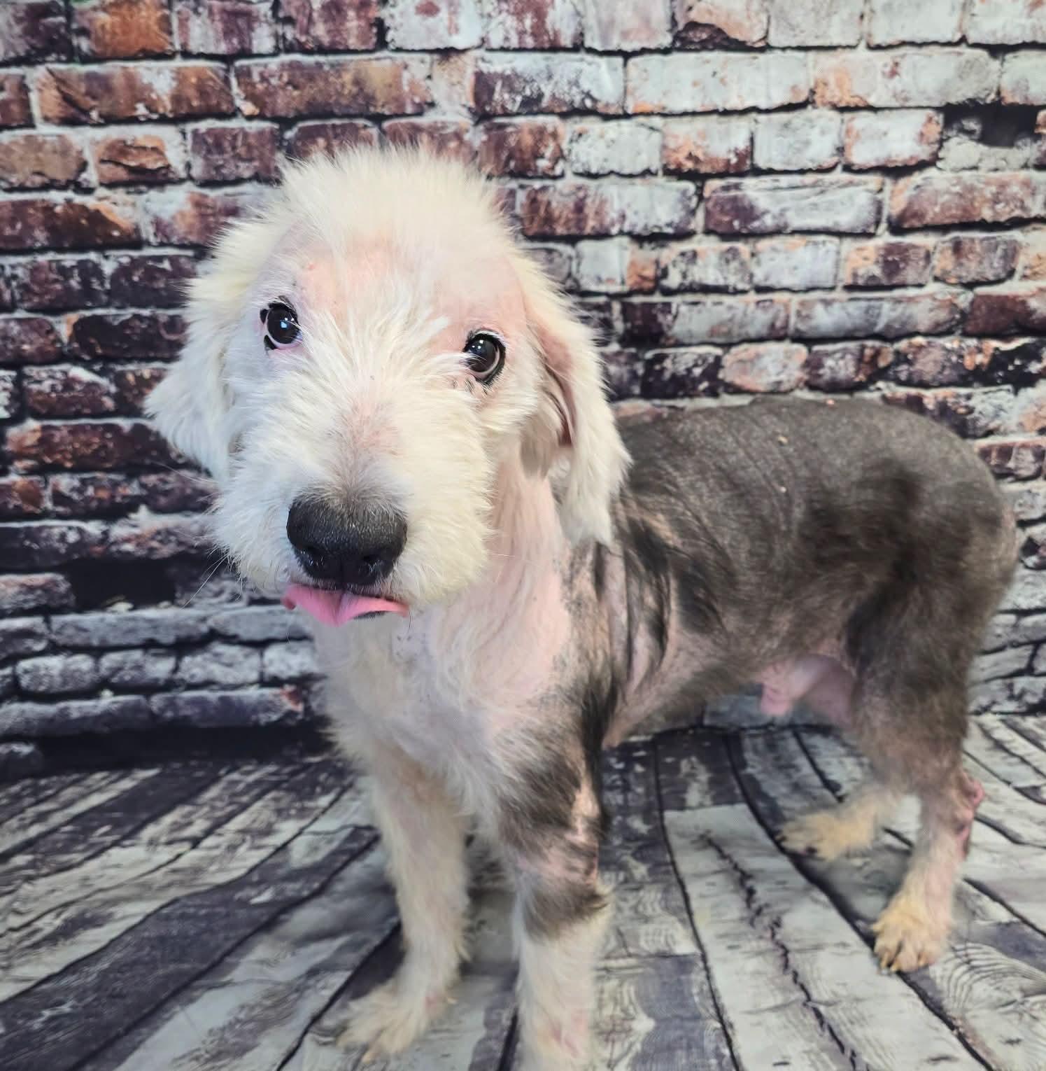 Enlarge MIilo, a Adoptable Old English Sheepdog in Mount Carmel, IL image 5/6