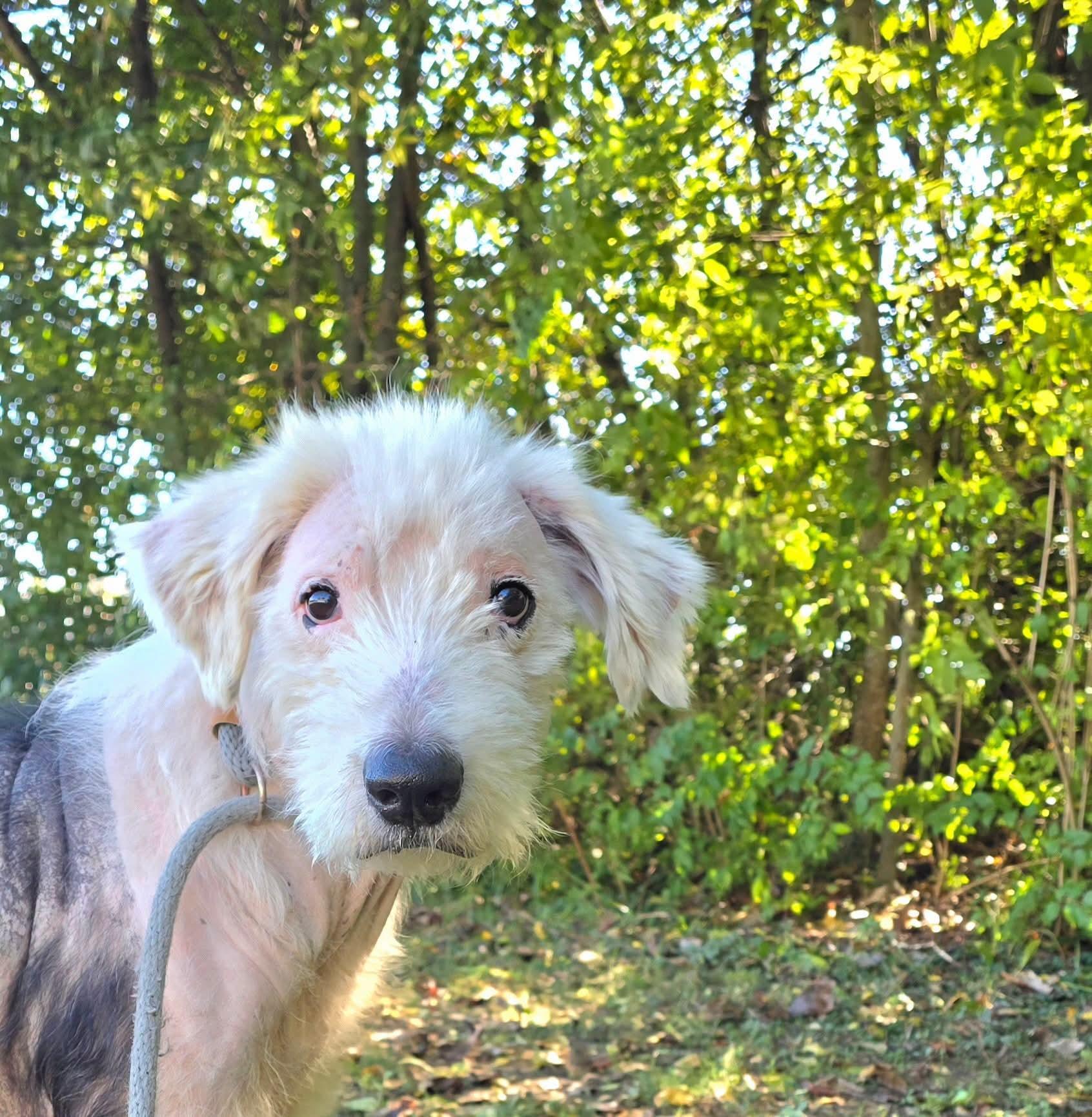 Enlarge MIilo, a Adoptable Old English Sheepdog in Mount Carmel, IL image 6/6