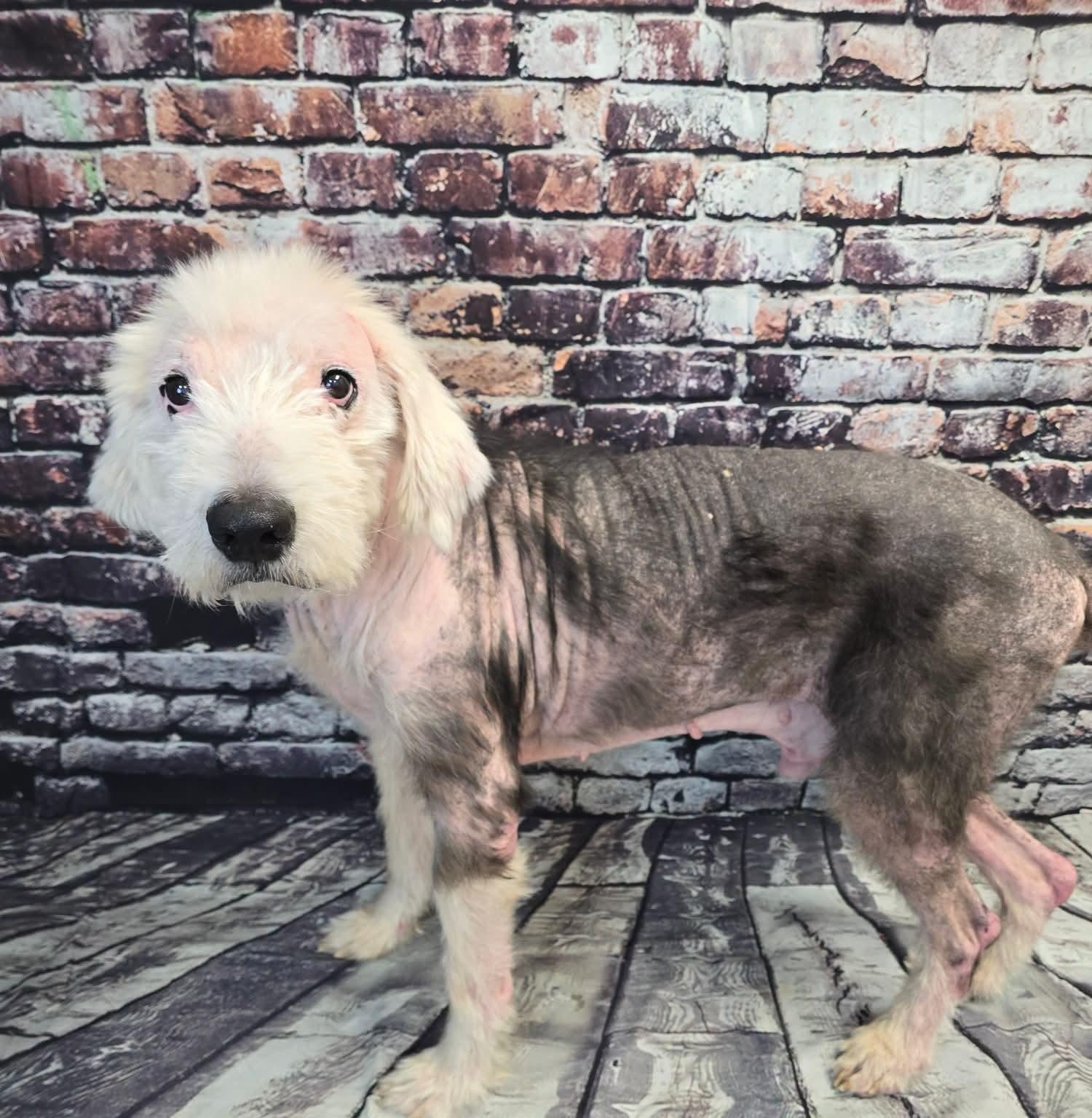 MIilo, Adoptable, Senior Male Old English Sheepdog.