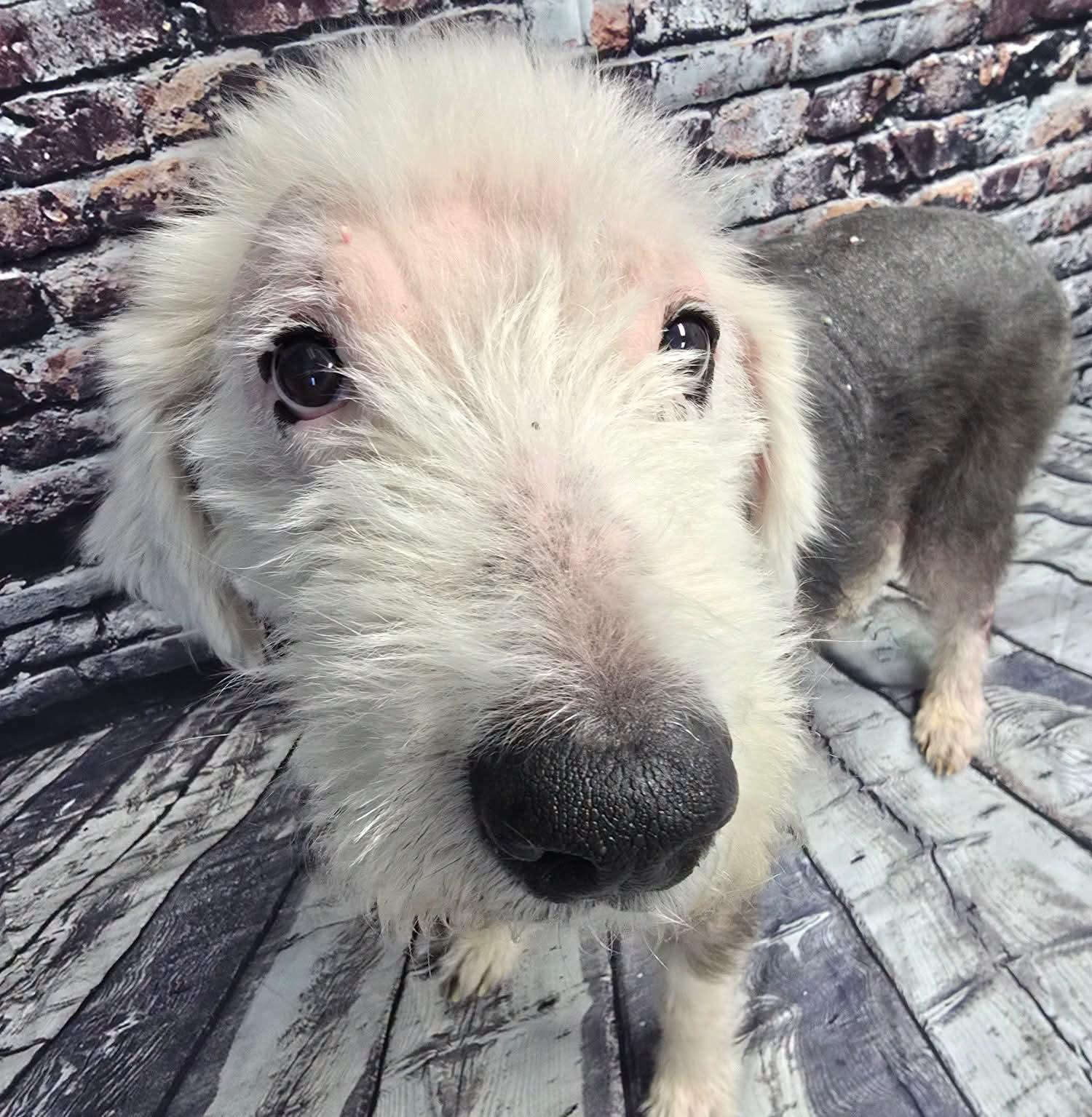Enlarge MIilo, a Adoptable Old English Sheepdog in Mount Carmel, IL image 2/6