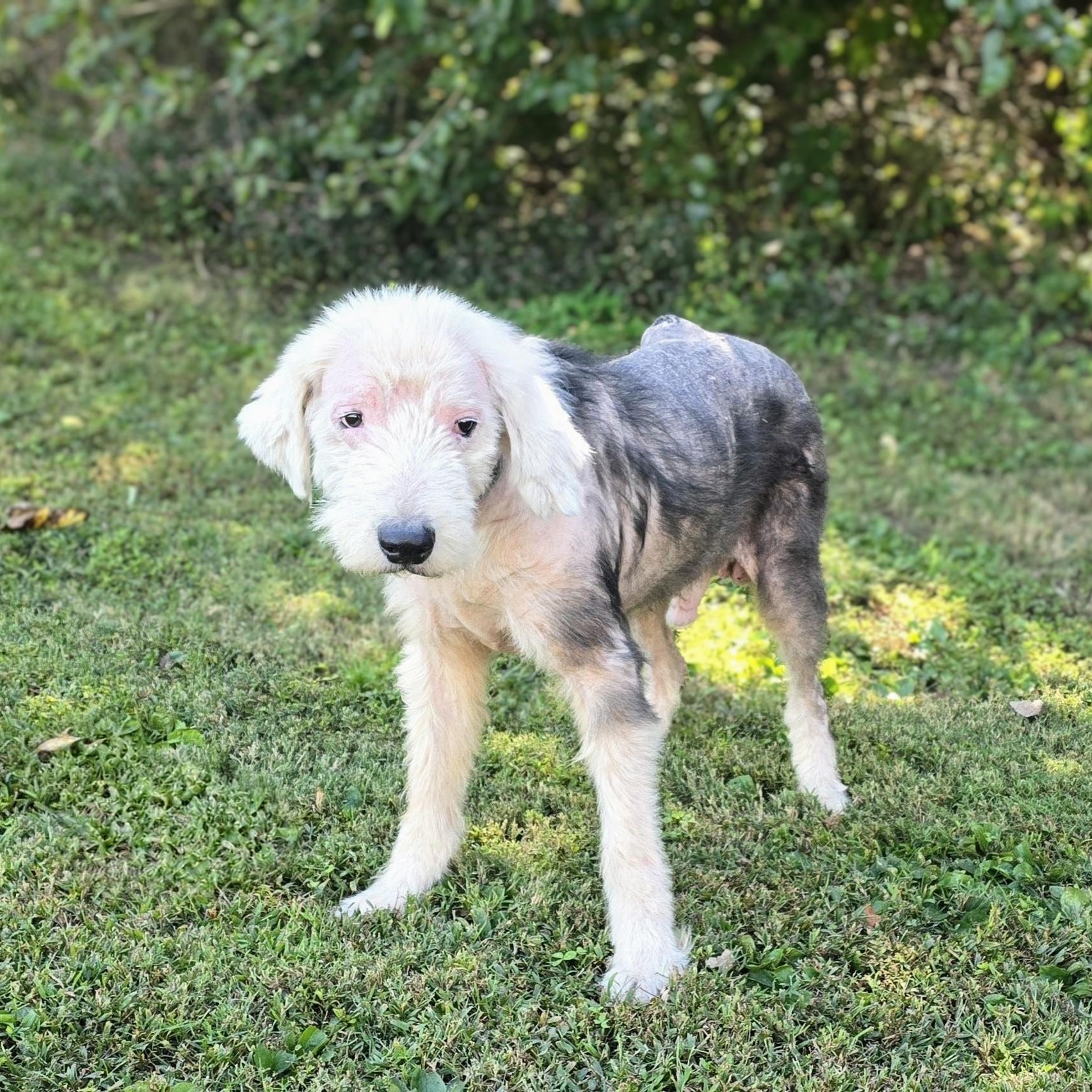 MIilo, Adoptable, Senior Male Old English Sheepdog.