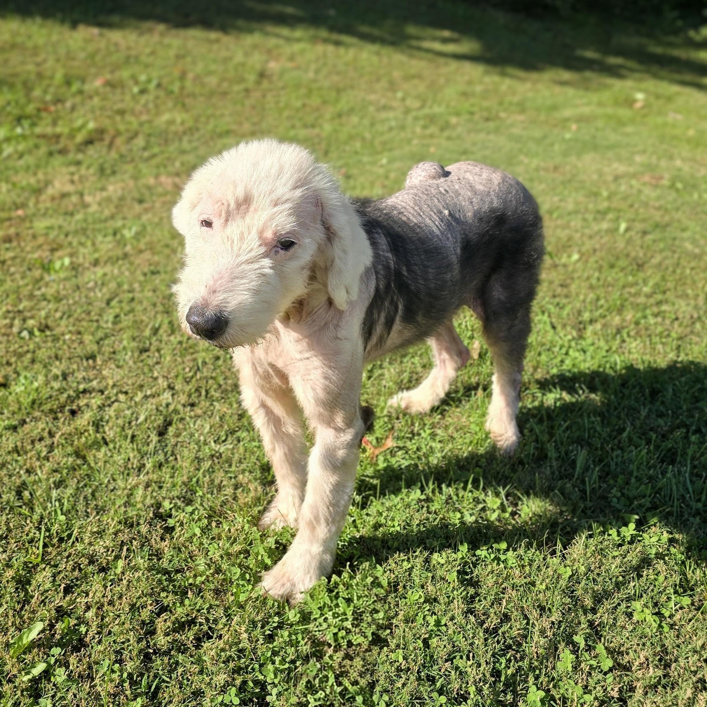 Enlarge MIilo, a Adoptable Old English Sheepdog in Mount Carmel, IL image 4/6