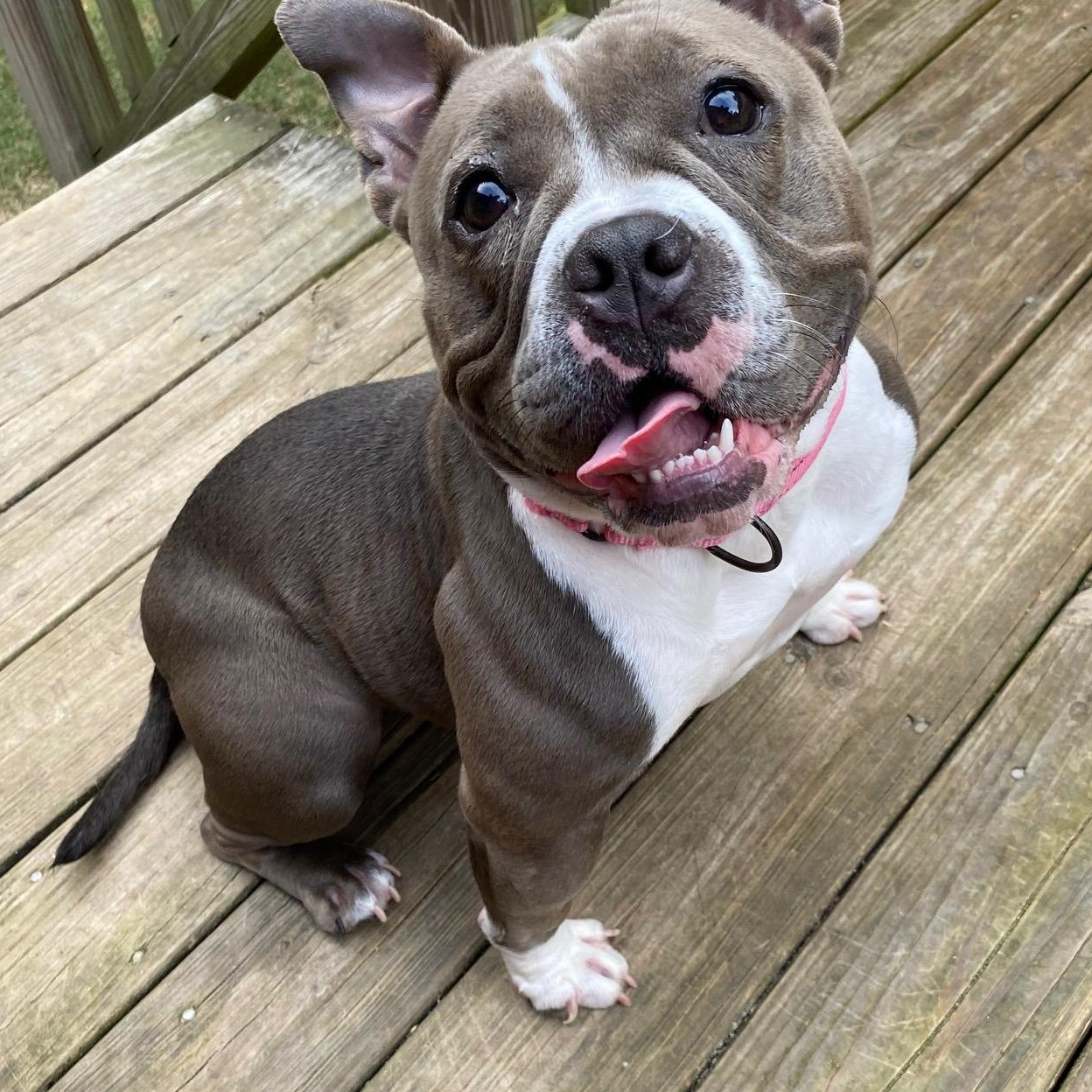 Sky, Adopted, Adult Female American Bully.