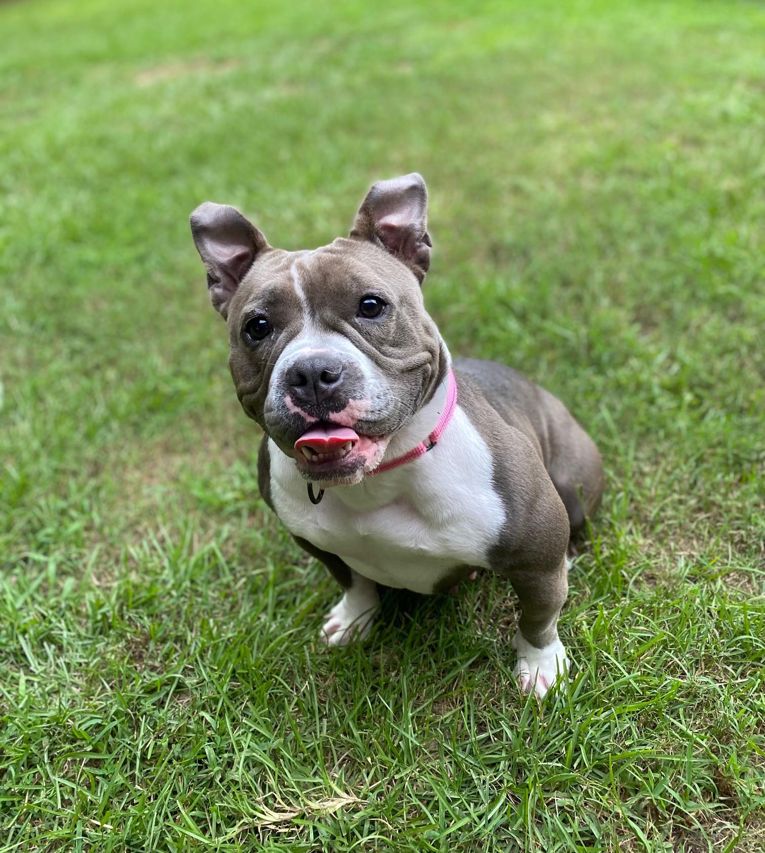 Sky, Adopted, Adult Female American Bully.