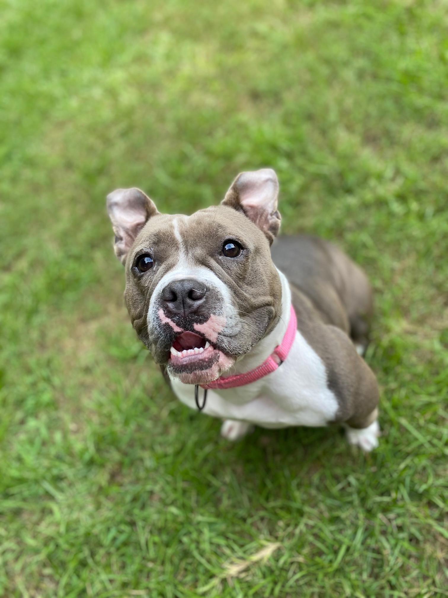 Enlarge Sky, a Adopted American Bully in Dunn, NC image 3/4