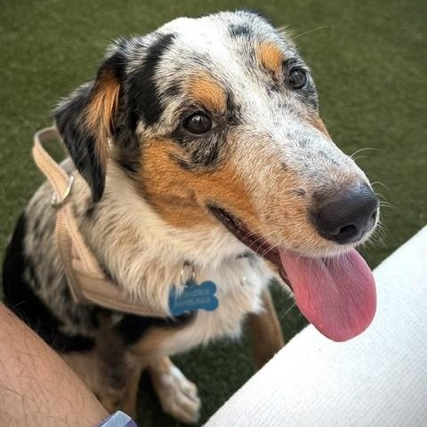 Enlarge Molly, a Adopted Australian Shepherd in Portland, OR image 3/6