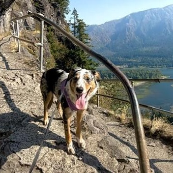 Enlarge Molly, a Adopted Australian Shepherd in Portland, OR image 6/6