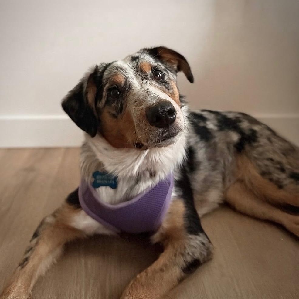 Enlarge Molly, a Adopted Australian Shepherd in Portland, OR image 1/6